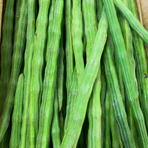 Fresh Drumsticks (Moringa/Saragvo) , indian vegtables