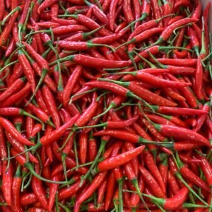 Fresh Indian Red Chili