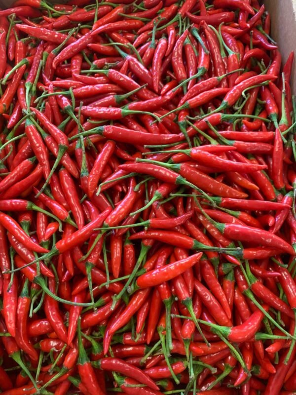 Fresh Indian Red Chili